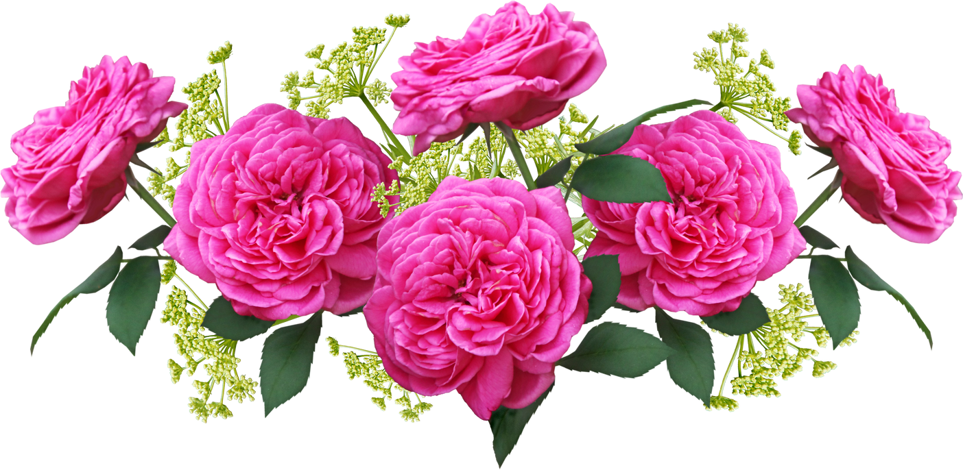 Rose Flowers Illustration